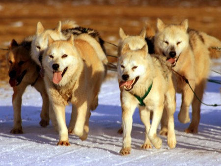 muta di cani da slitta